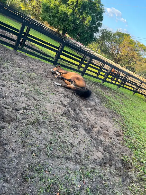 Gulfstream Farm, photo 2