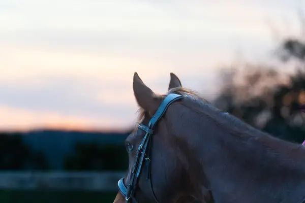 Gypsy Farms Horsemanship Academy, photo 3