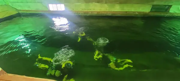 H & H Dive & Travel