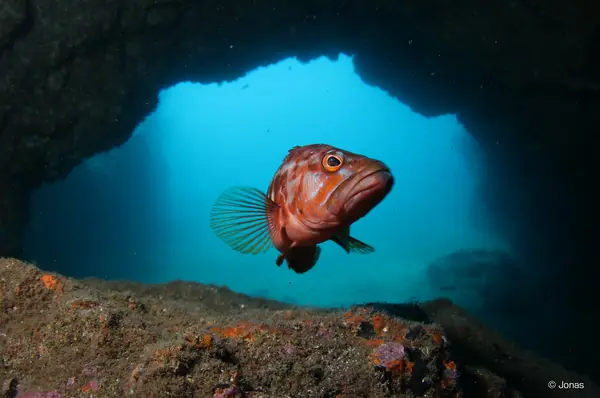 Haliotis Madeira Diving Center