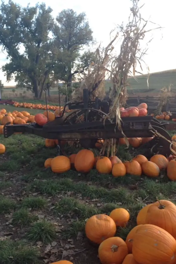 Hankins Farms Corn Maze & Pumpkin Patch, Johnstown, CO