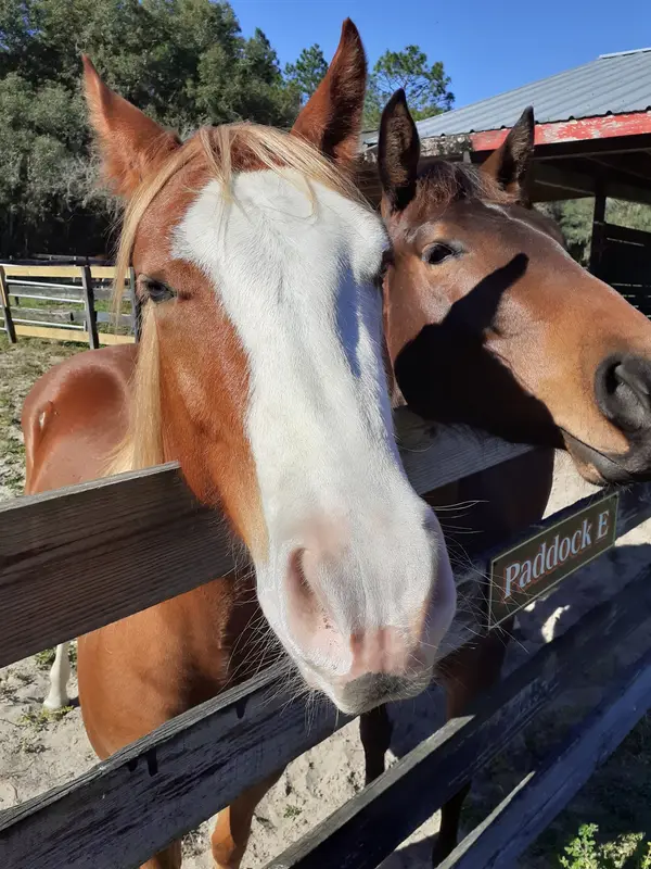 Happy Acres Ranch, photo 1