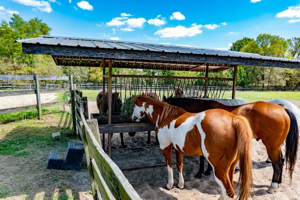 Happy Acres Ranch, photo 2