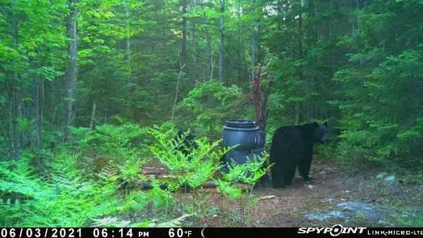 Hardwoods and Swamps Outfitters, photo 2