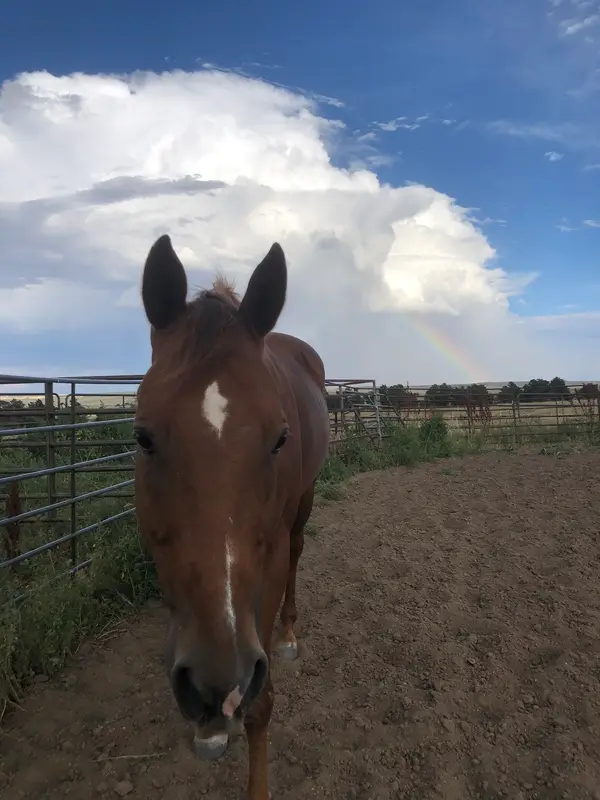 Harmony Equine