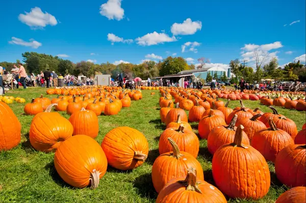 Harvest Moon Farm & Orchard, North Salem, NY