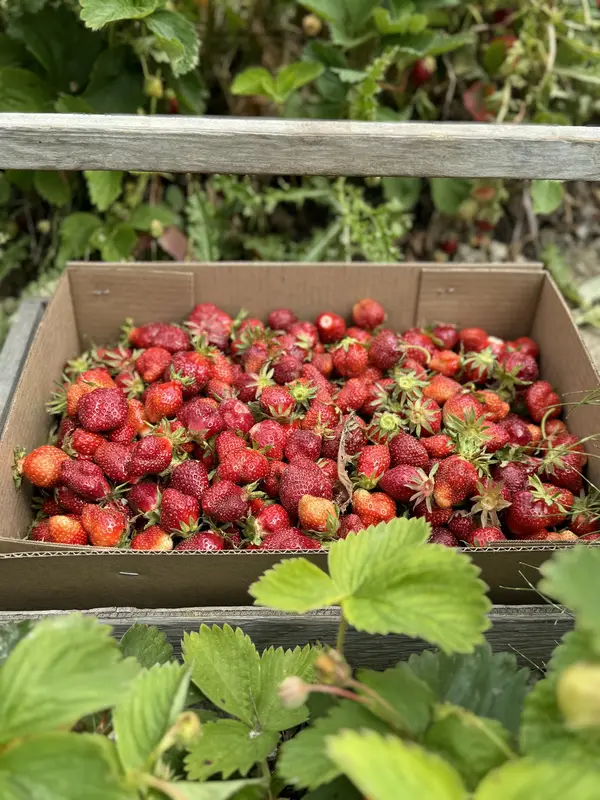 Harvold Berry Farm and Veggies U-pick, Carnation, WA