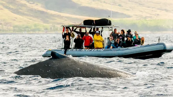 Hawaii Ocean Rafting Whale Watch and Snorkel, Lahaina, HI