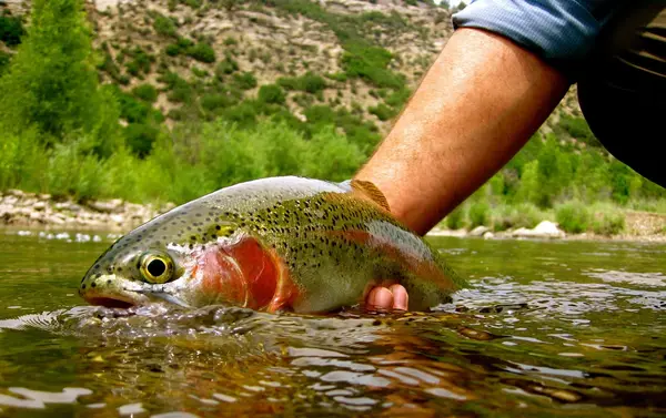 Heads Up Flyfishing, Durango, CO