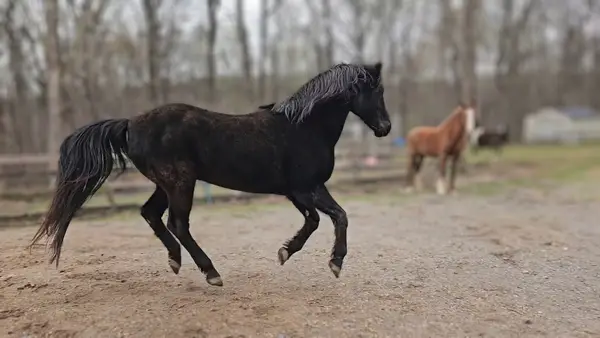 Heart of Riding LLC