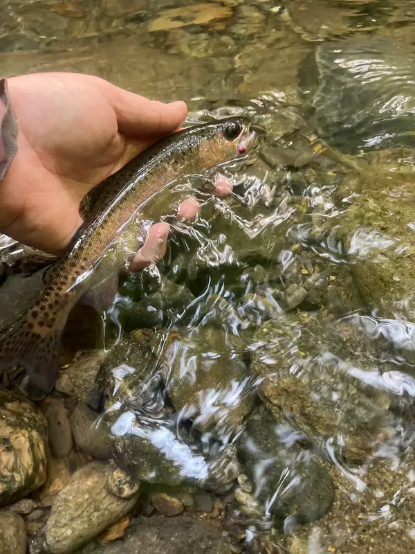 Heart of the Smokies Fly Fishing