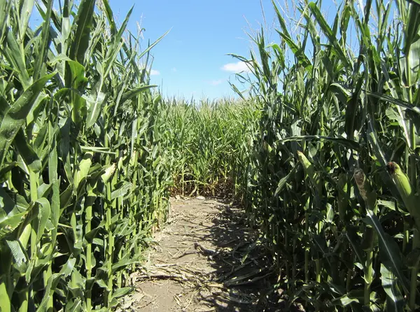 Heartland Country Corn Maze, Harrisburg, SD