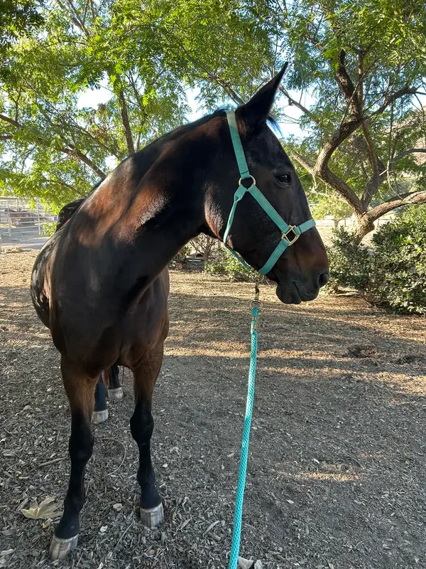 Heartland Ranch Equestrian Center, photo 2