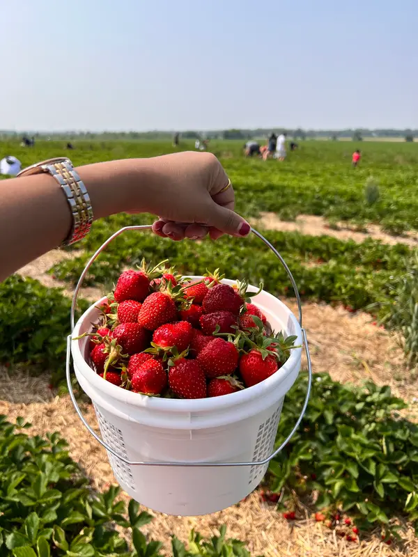 Heider's Berry Farm, Woodstock, IL