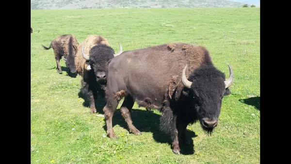 Hi Mountain Bison & Buffalo Hunts