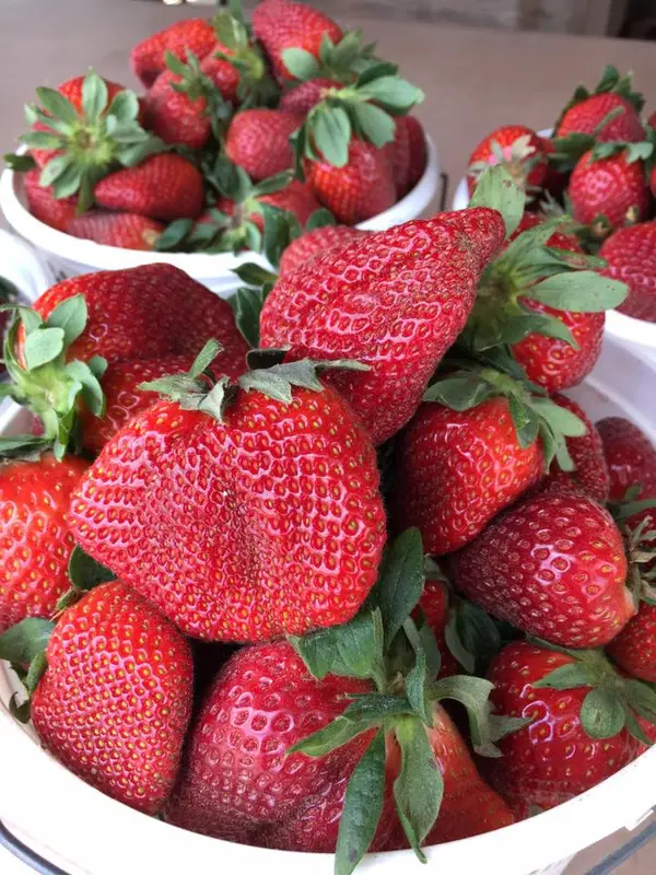 Hickory Bluff Berry Farm, Holly Hill, SC