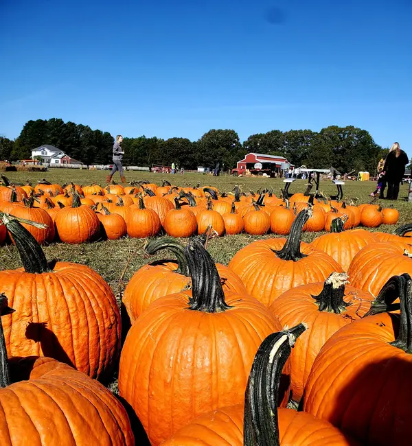 Hicks Family Farms, Lonoke, AR