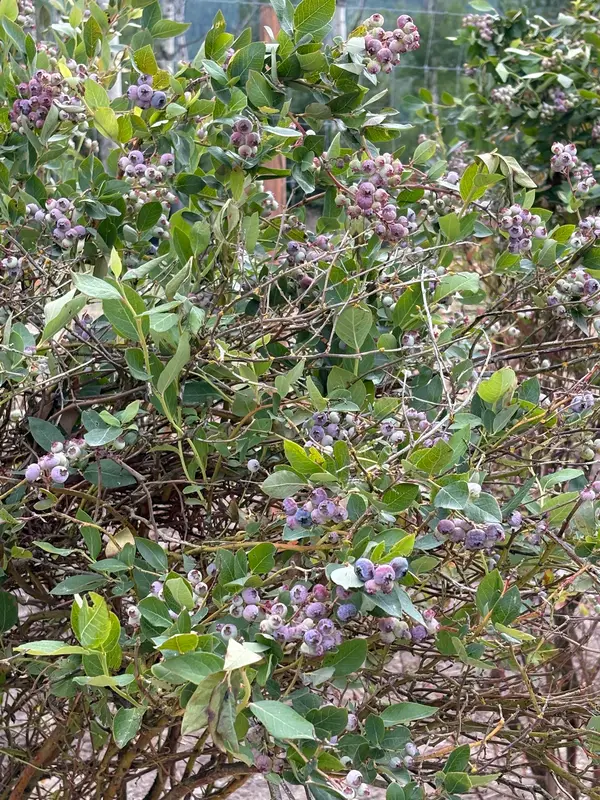 Hidden Meadow Berries U-Pick Farm, Kila, MT