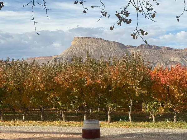 High Country Orchards & Vineyards, Palisade, CO