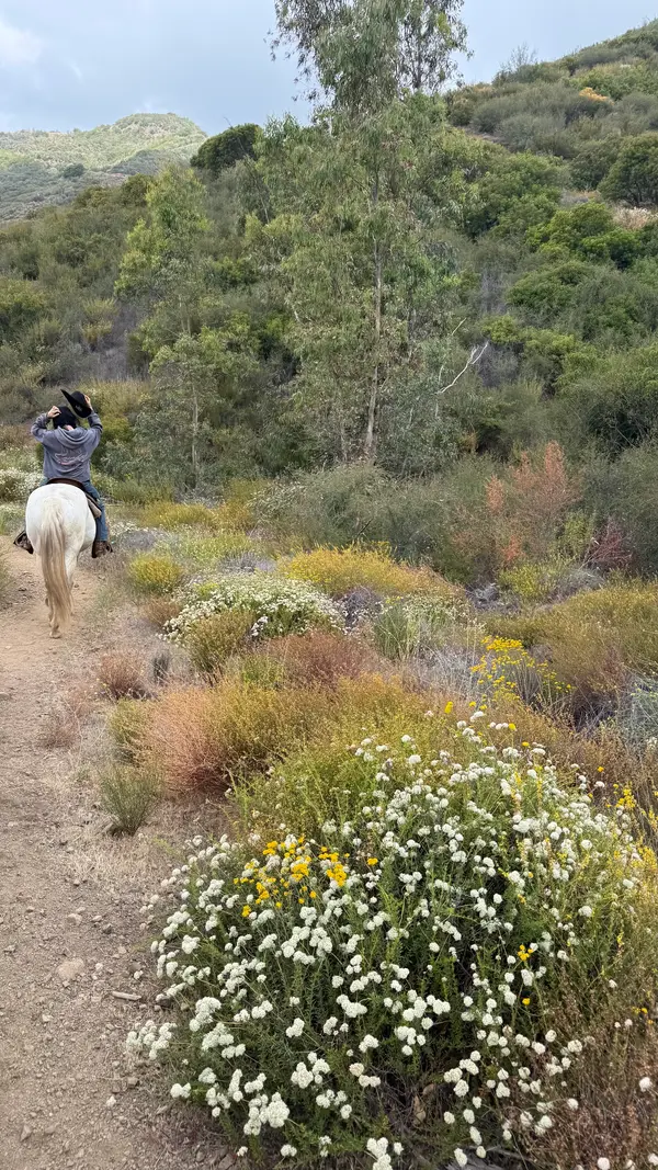 High Horse Malibu, photo 2