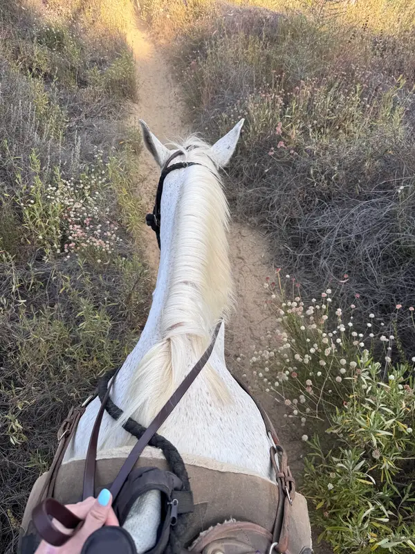 High Horse Malibu, photo 3