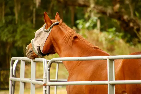 High Standards Farm Ocala, photo 3