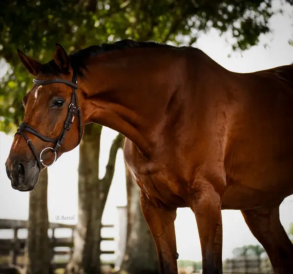Higher Ground Stables, photo 2