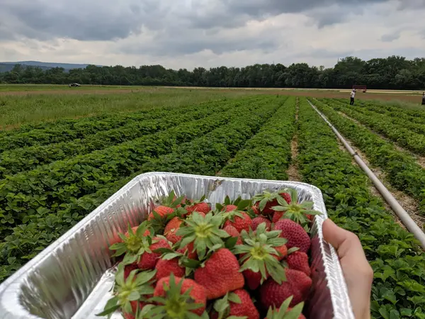 Higson's Farm, Wiley Ford, WV