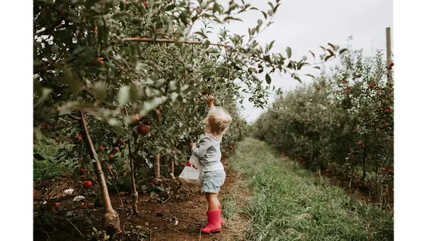 Historic Weston Orchard & Vineyard, Weston, MO