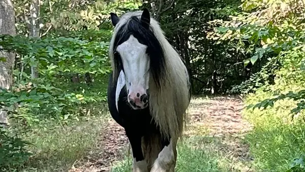 Hocking Hills Horse Rides LLC., South Bloomingville, OH
