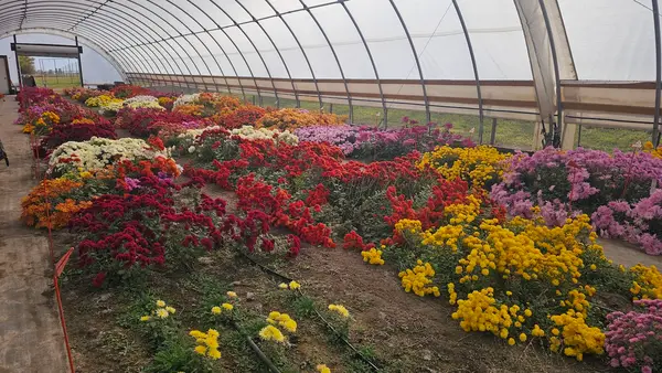 Homestead Orchard, Parker, SD