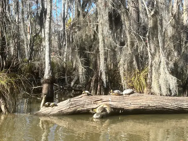 Honey Island Swamp Tours, Slidell, LA