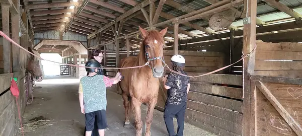 Horseback Riding Tours and Adventures Cypress Breeze Farm, photo 3