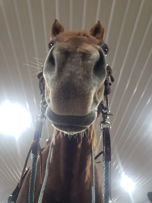 Horseplay Ranch