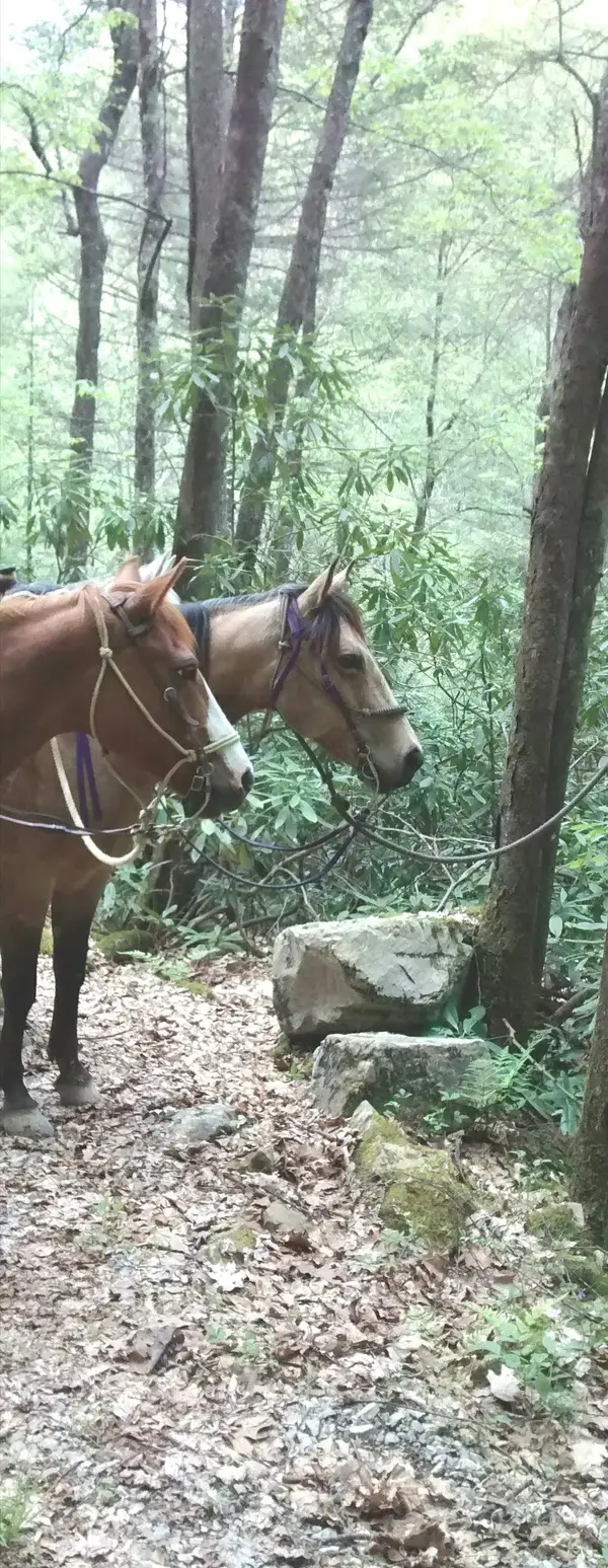 Horseshoe Creek Riding Stable