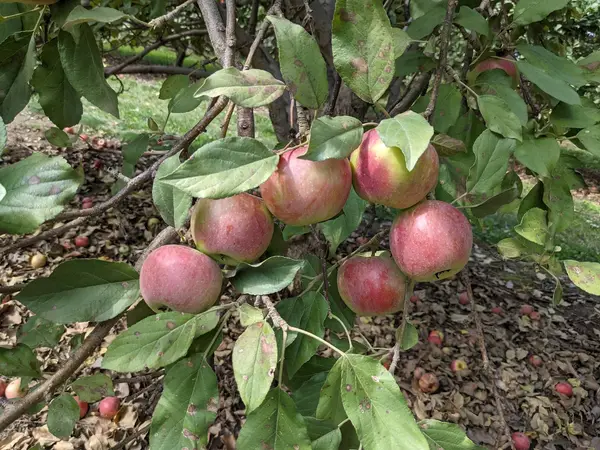 Hoversten Orchards, Brandon, SD