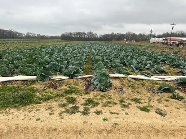Howell Family Farms, Inc., Pioneer, LA