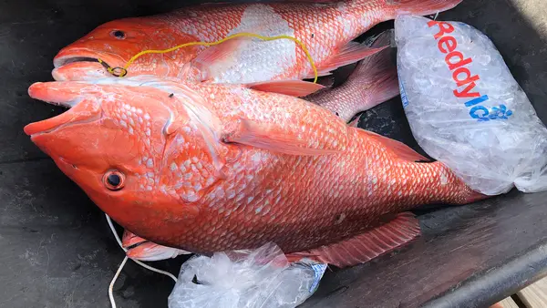 Hudson Marina Deep Sea Fishing, Orange Beach, AL