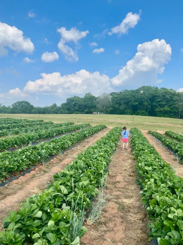 Hunter Farms, Easley, SC