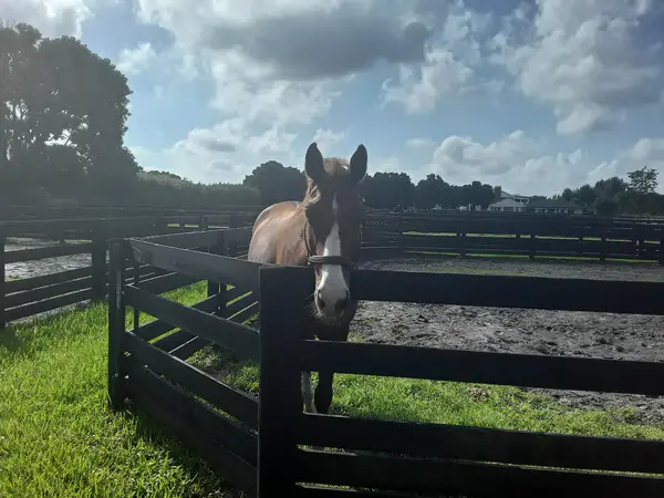 IDA Farm, photo 2