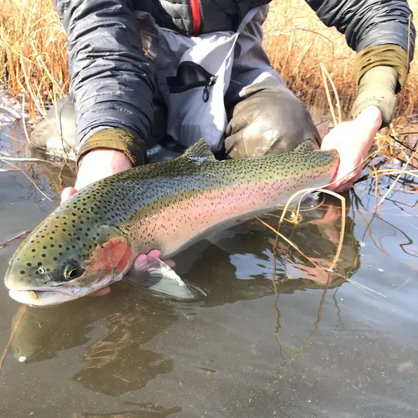 Idaho Steelhead Guides
