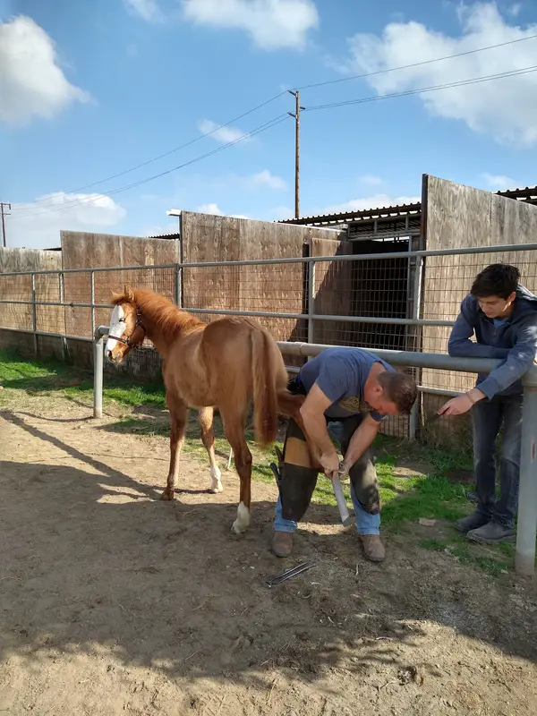 Imperial Equestrian Center, photo 1