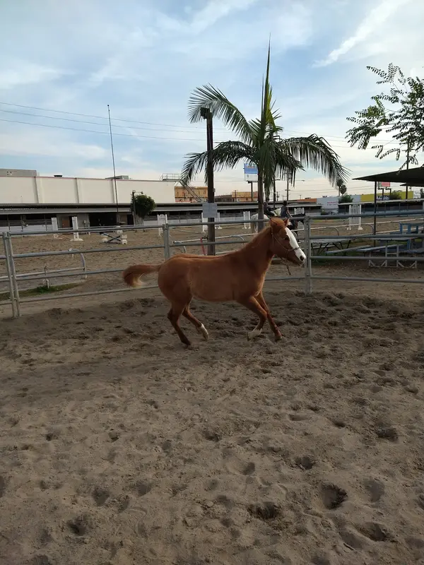 Imperial Equestrian Center, photo 3