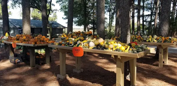 In The Pines, Hindsville, AR