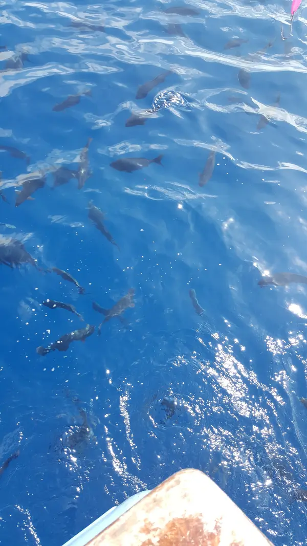 Independence Sportfishing, San Diego, CA
