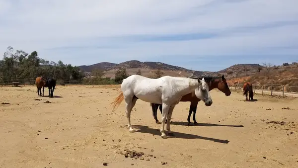 Iron Oak Canyon Ranch, photo 1