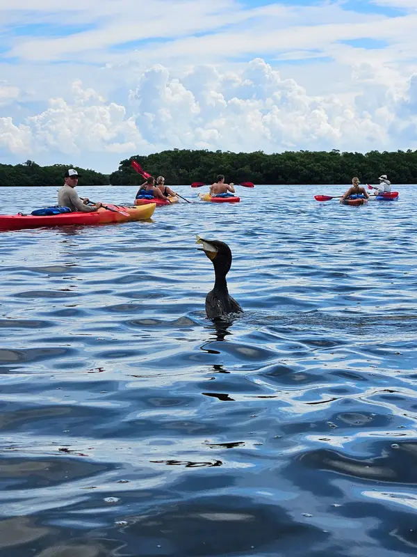 Island Kayak Adventures at Shell Key Preserve, photo 1