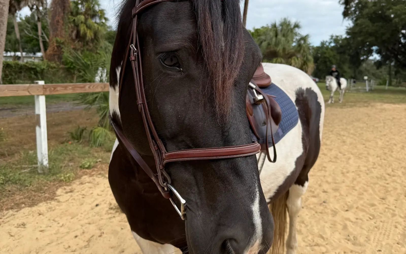 Ivan Drago Equestrian Center