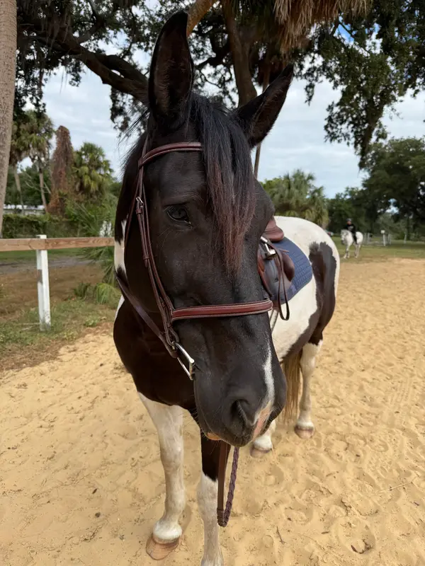Ivan Drago Equestrian Center