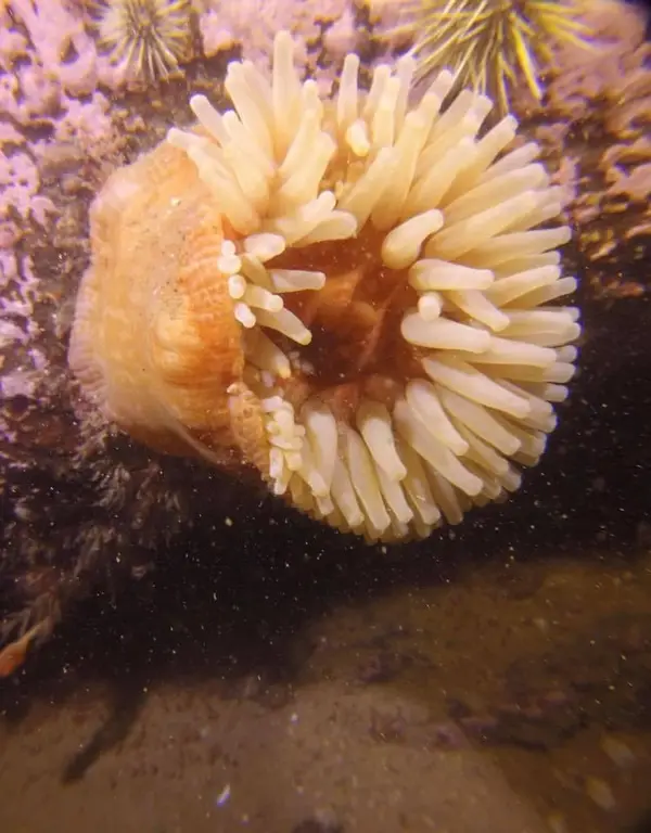 Jamieson Diving Inc.